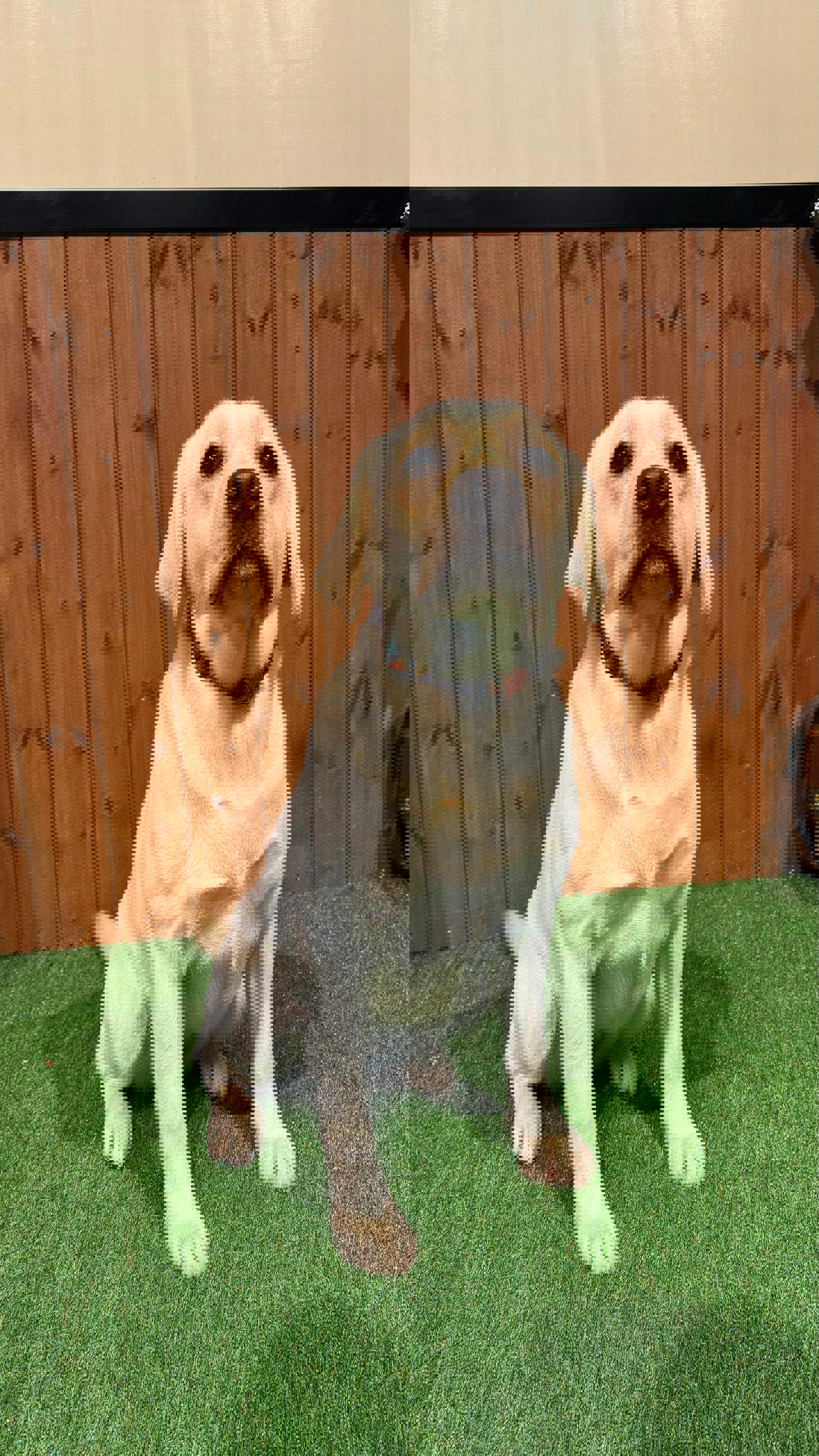 Feride - Labrador Retriever